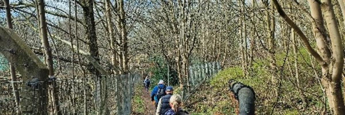 Photo of people walking through woodland lined with trees